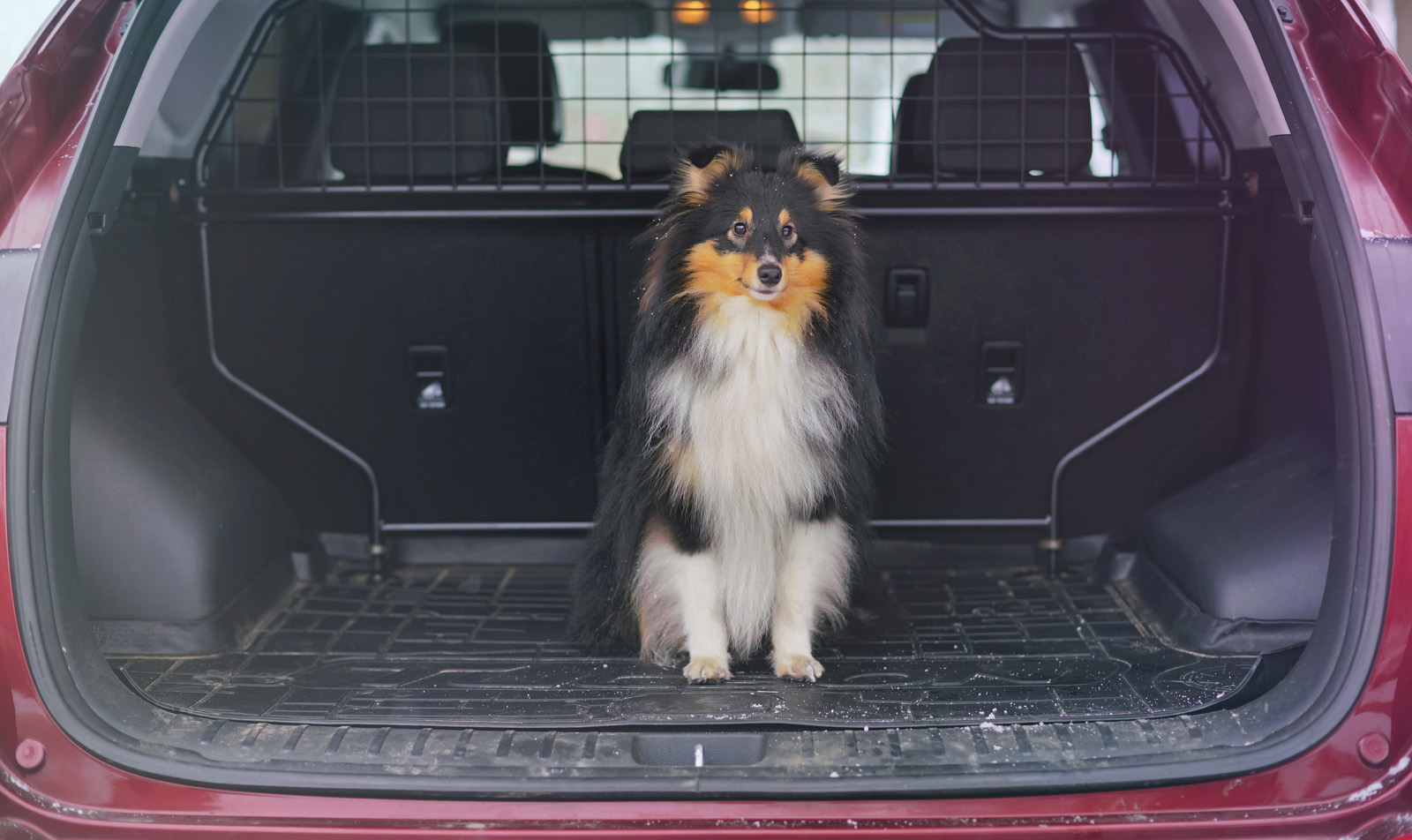 Viajar con mascota: rejilla en el maletero